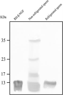 Effects of NGF Addition on Llama (Lama glama) Sperm Traits After Cooling